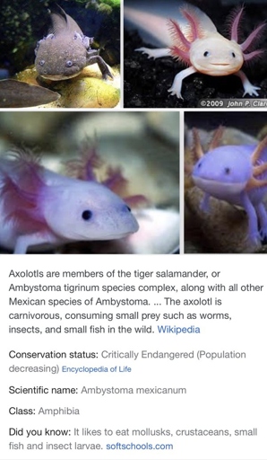 No, axolotls and turtles cannot live together because they have different requirements for temperature and humidity.