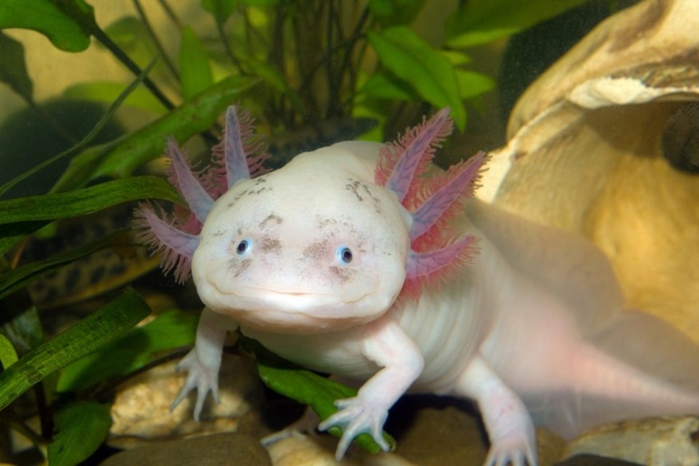 No, axolotls cannot live with salamanders.