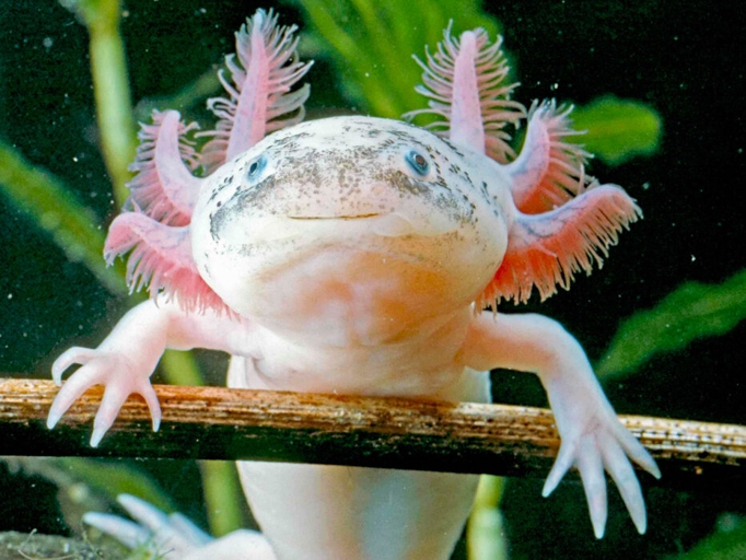 No, axolotls cannot live with turtles because they require a low light environment and turtles require a high light environment.