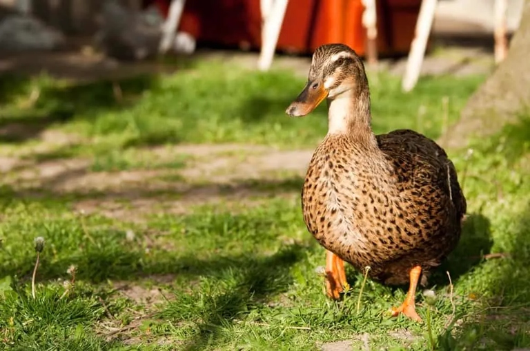 No, backyard ducks are not right for you.