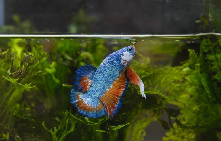 No, betta fish do not need bubbles, but they may enjoy them.