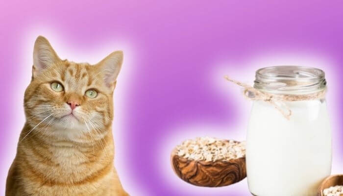 No, cats cannot drink oat milk.