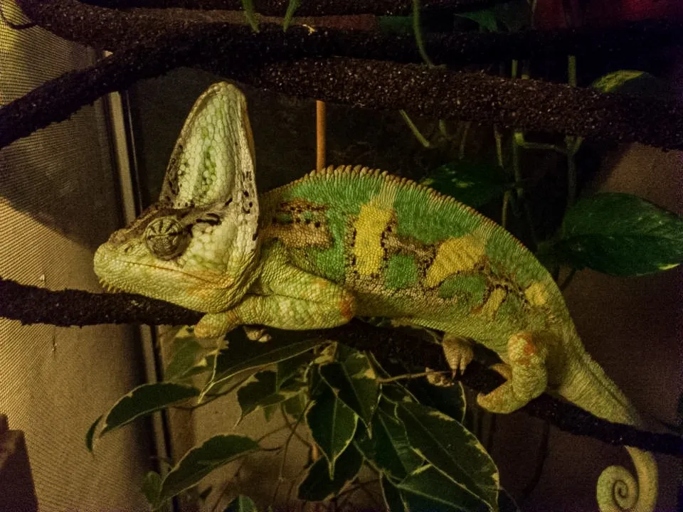 No, chameleons do not need light at night.