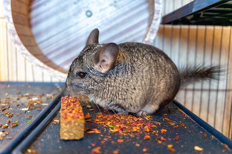 No, chinchilla food cannot be substituted for hamster food.