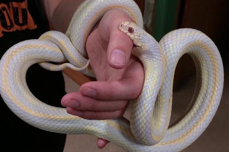 No, corn snakes are not venomous, and their bites are not dangerous.