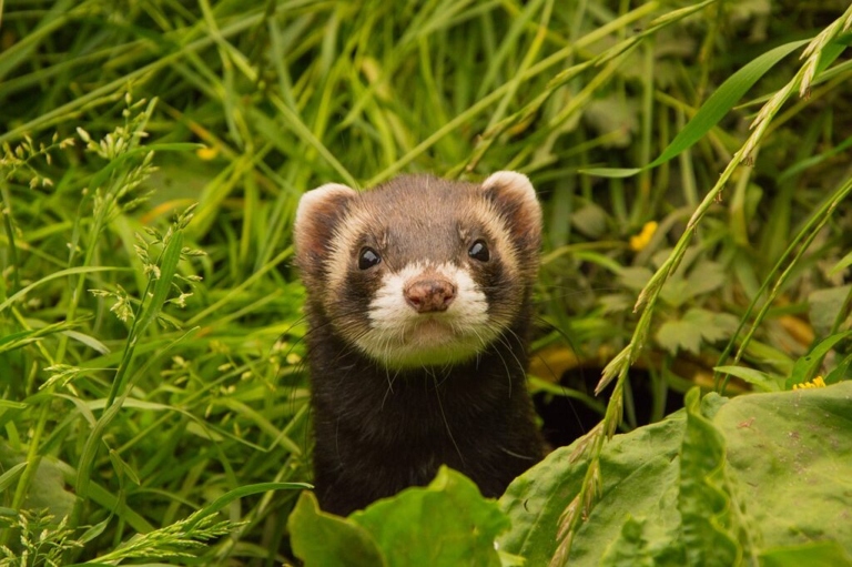 No, ferrets cannot be used as a natural rat killer.