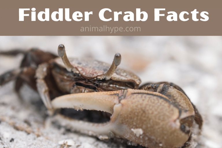 No, fiddler crabs cannot live with hermit crabs.