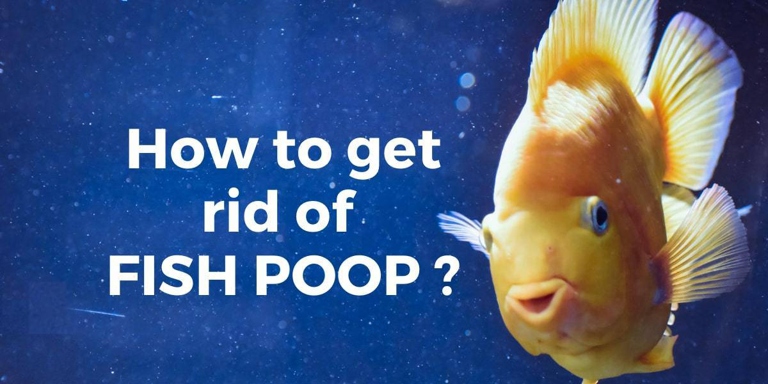 No, fish do not eat poop in freshwater tanks.