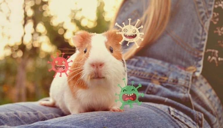 No, guinea pigs are not infectious to humans.