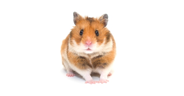 No, hamsters are not hard to take care of.
