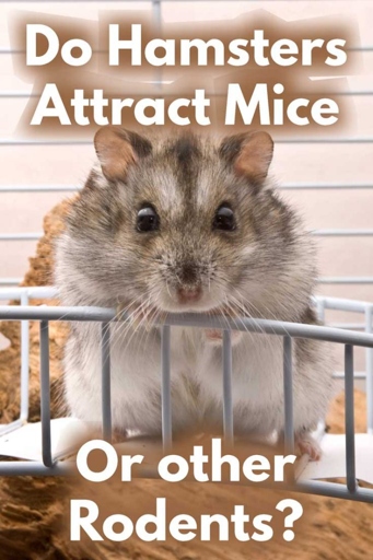 No, hamsters cannot attract mice.