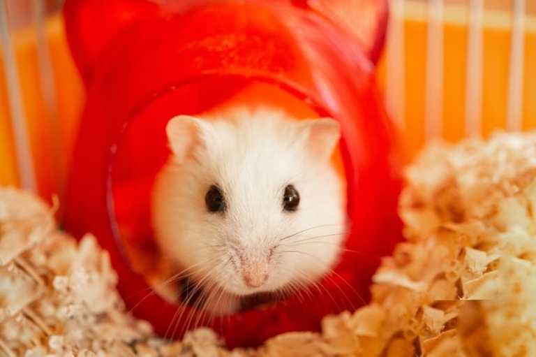 No, hamsters cannot explode because you're overfeeding them.