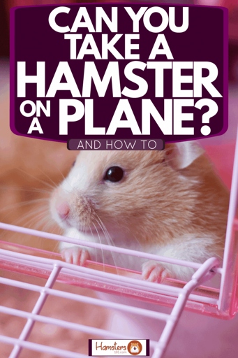 No, hamsters cannot explode on a plane.