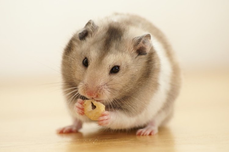 No, hamsters cannot live outside because they are not able to withstand extreme weather conditions.