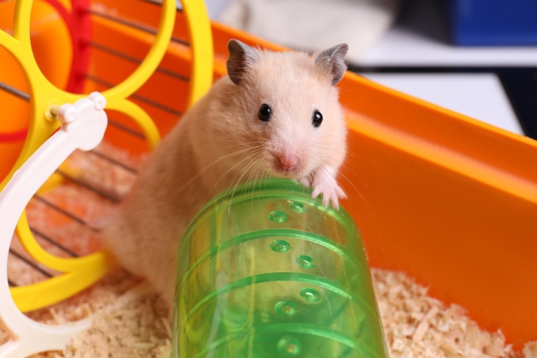 No, hamsters cannot live outside in an enclosure because they are not built to withstand the elements.