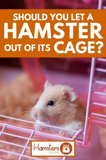 No, hamsters do not need time outside.