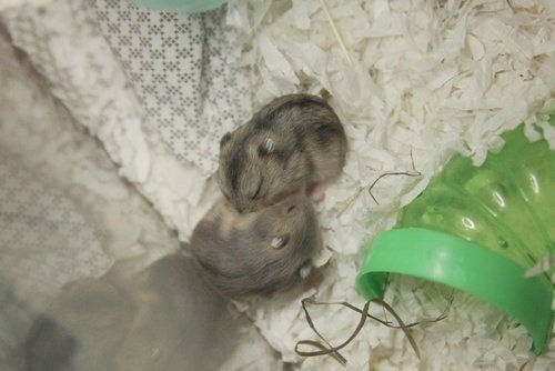 No, hamsters should not be kept together because they will fight.