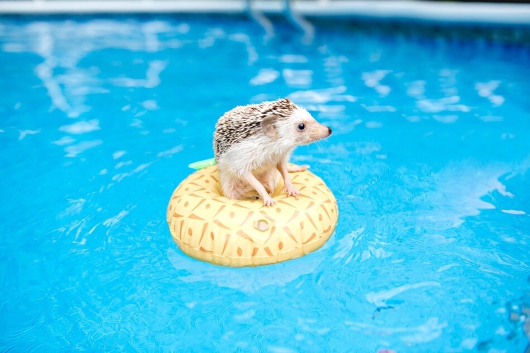 No, hedgehogs cannot swim.