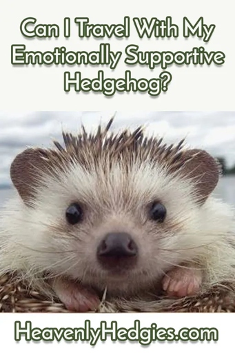 No, hedgehogs do not need to be certified as an emotional support animal.
