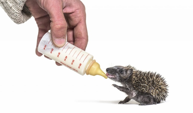 No, hedgehogs should not drink milk as it can upset their stomachs.