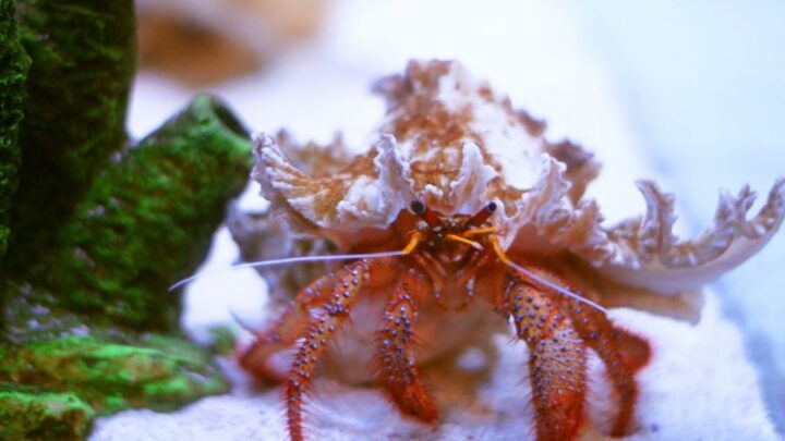 No, hermit crabs cannot live alone and must be kept in pairs or groups.