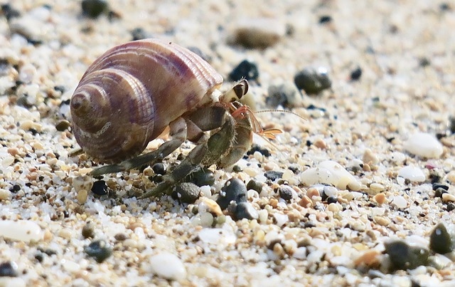 No, hermit crabs cannot live in freshwater.