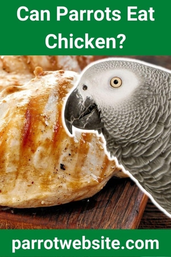 No, it is not safe for birds to eat chicken.