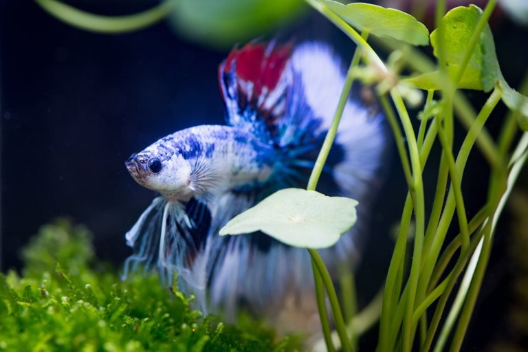 No, not all betta fish like bubbles, but many do and it can provide them with enrichment.