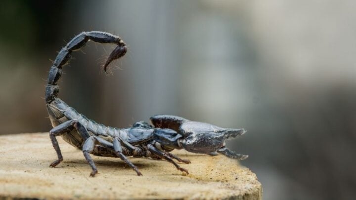 No, scorpions do not sleep together. Do Scorpions Sleep Together?