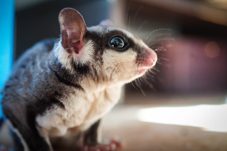 No, sugar gliders cannot eat eggs.