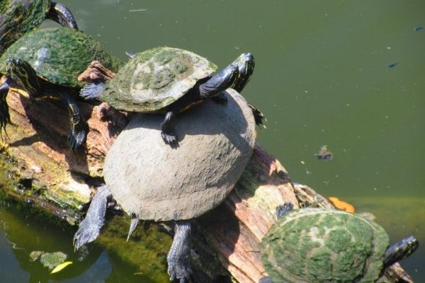 No, the bottom turtle does not get hurt from stacking.