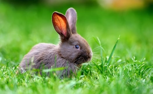 No, wild rabbits do not live longer than pet rabbits.