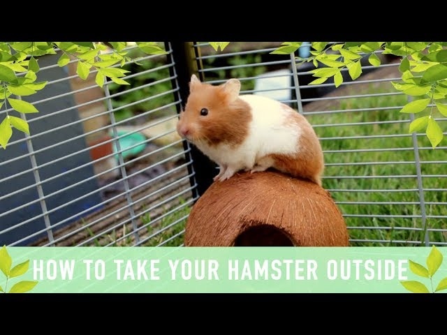 No, you cannot take your hamster outside.
