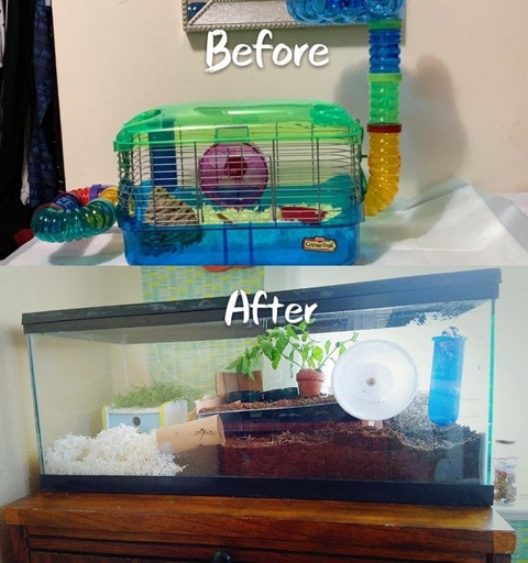 No, you cannot use a fish tank for hamsters.