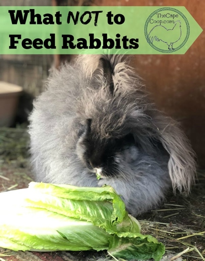 No, you should not feed rice to a rabbit.