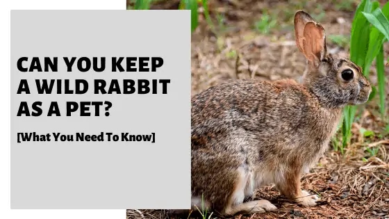 No, you should not keep a wild rabbit as a pet.