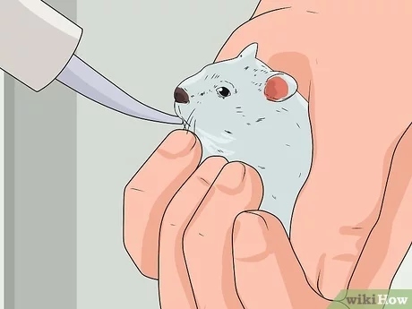 No, you should not warm the milk before feeding baby hamsters.