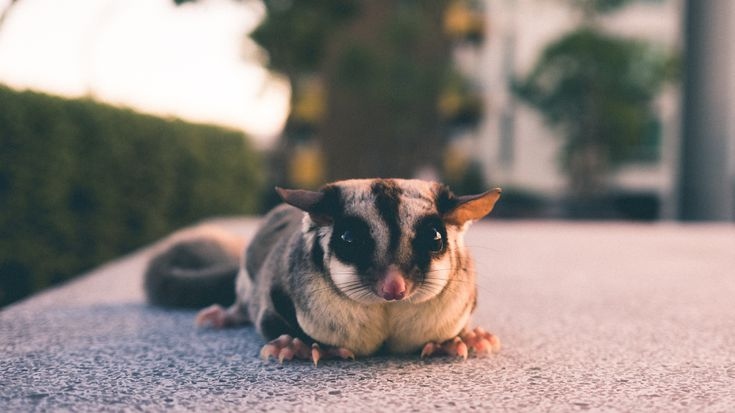 No, you should not worry about contracting a disease from a sugar glider.
