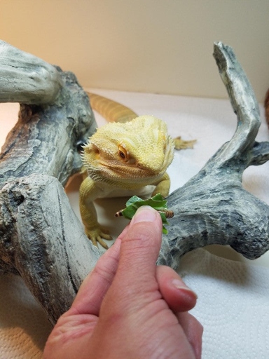 No, your bearded dragon cannot eat dead crickets.