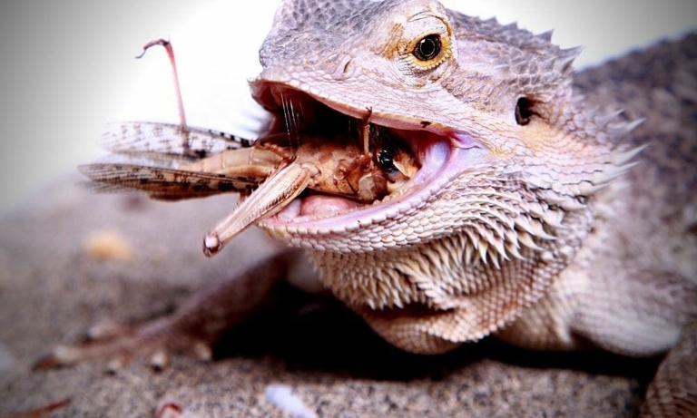 No, your bearded dragon should not eat crickets every day.
