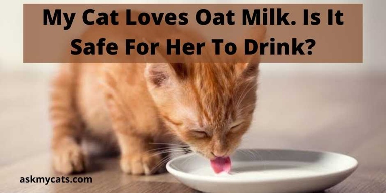 Oat milk is a good option for cats who are lactose intolerant.