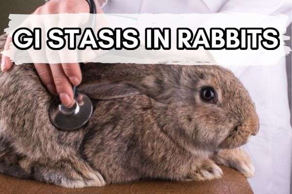 One common reason a rabbit may stop eating is due to a condition called GI stasis.