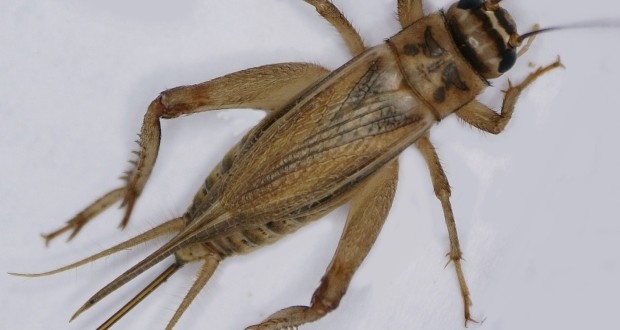 One common reason crickets die is from drowning.
