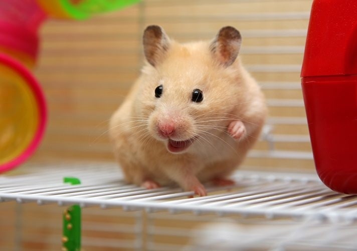One common reason for a hamster's ears to be down is that they are not getting enough food.