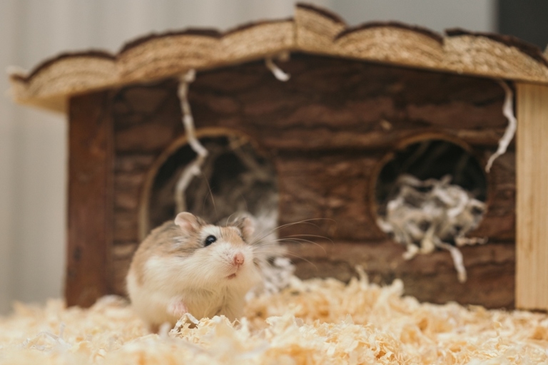One common reason for a hamster's heavy breathing is that they are simply asleep.