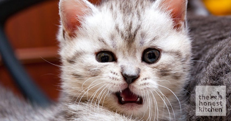 One common reason for bad breath in kittens is that they are eating too much protein.