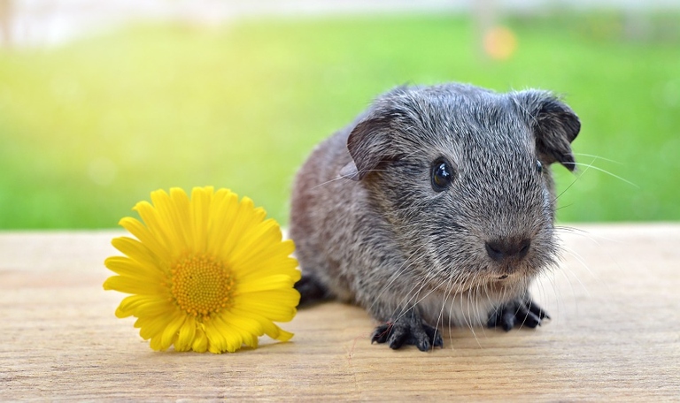 One common reason guinea pigs die is from salmonella infection.