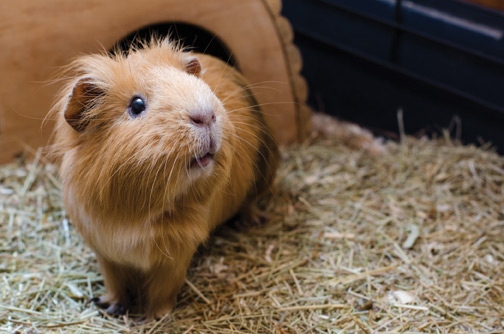 One common reason guinea pigs may die is from laborious breath caused by an infection or pneumonia.