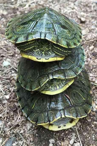 One common reason turtles stack is because they are too cold and are trying to warm up.