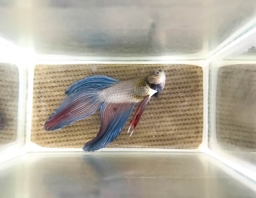 One common reason why betta fish may not be moving is improper feeding.
